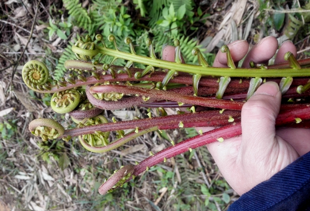 荒野维生野菜系列——乌毛蕨