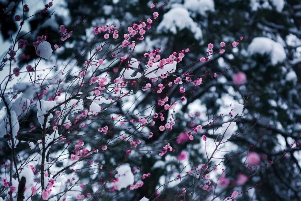 江苏 "香中别有韵,清极不知寒",冬天是属于梅花的季节.