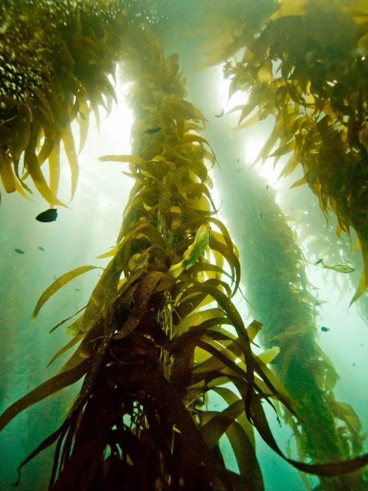 比格尔海峡潜点以巨型海藻森林著称