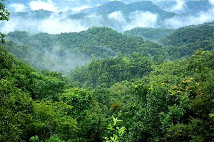 韶关市翁源县,梅州市平远县,茂名市化州市等4个县(市,区)为林长制试点