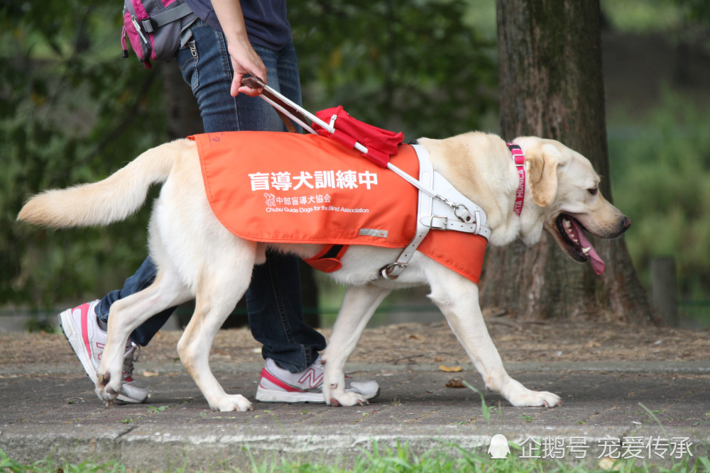 导盲犬是如何炼成的,它们真的不容易!主人有义务照顾它们到最后