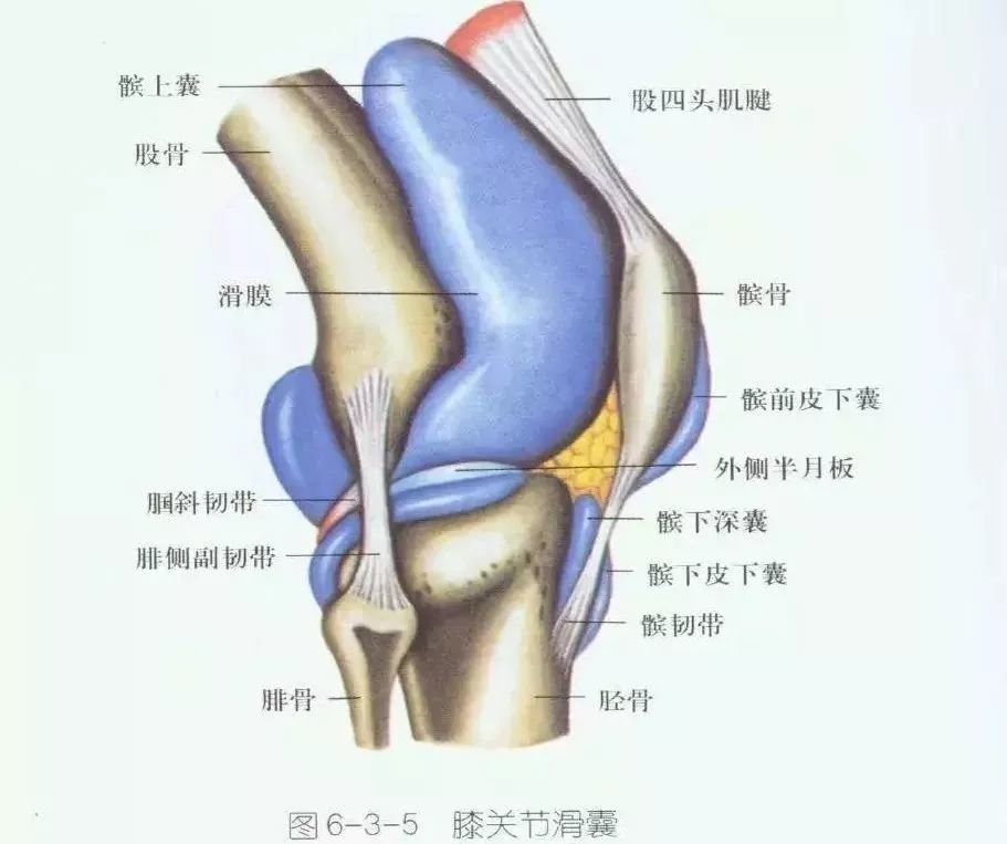 10,髌骨前滑囊炎