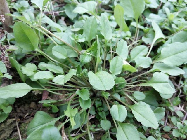 农村一种趴地生长的野菜,味苦少有人吃,对风火牙痛却很有效