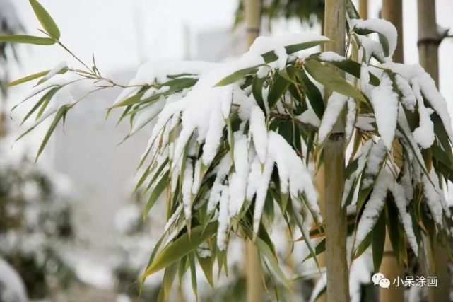 雪中的竹子,虽然竹枝会被大雪压弯,但竹子却更加坚韧,力求上进显挺拔