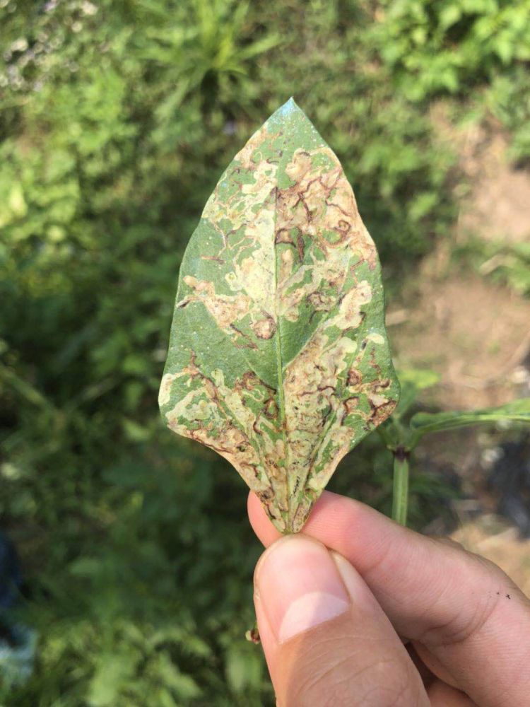 豌豆叶片出现"鬼画符",这是斑潜蝇作祟