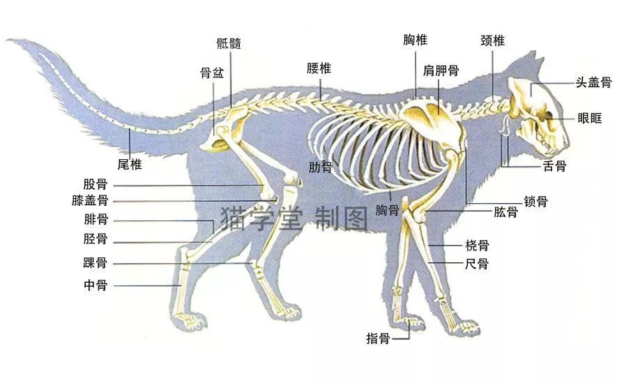 图源:网络 单位体积内猫咪的骨骼数量是人类的8.