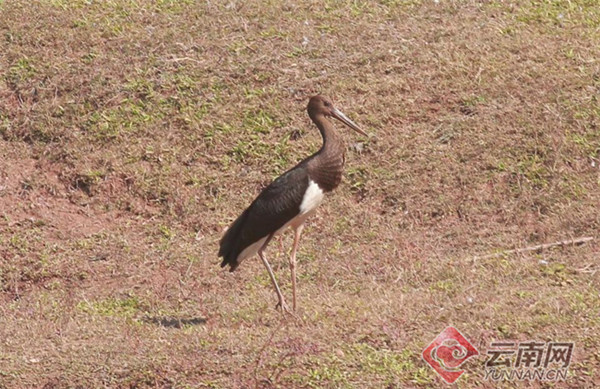 被誉为"鸟中大熊猫!云南景东发现国家一级重点保护野生动物黑鹳