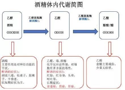 饮酒后90%以上的酒精会代谢成乙醛,再代谢成乙酸排出体外.