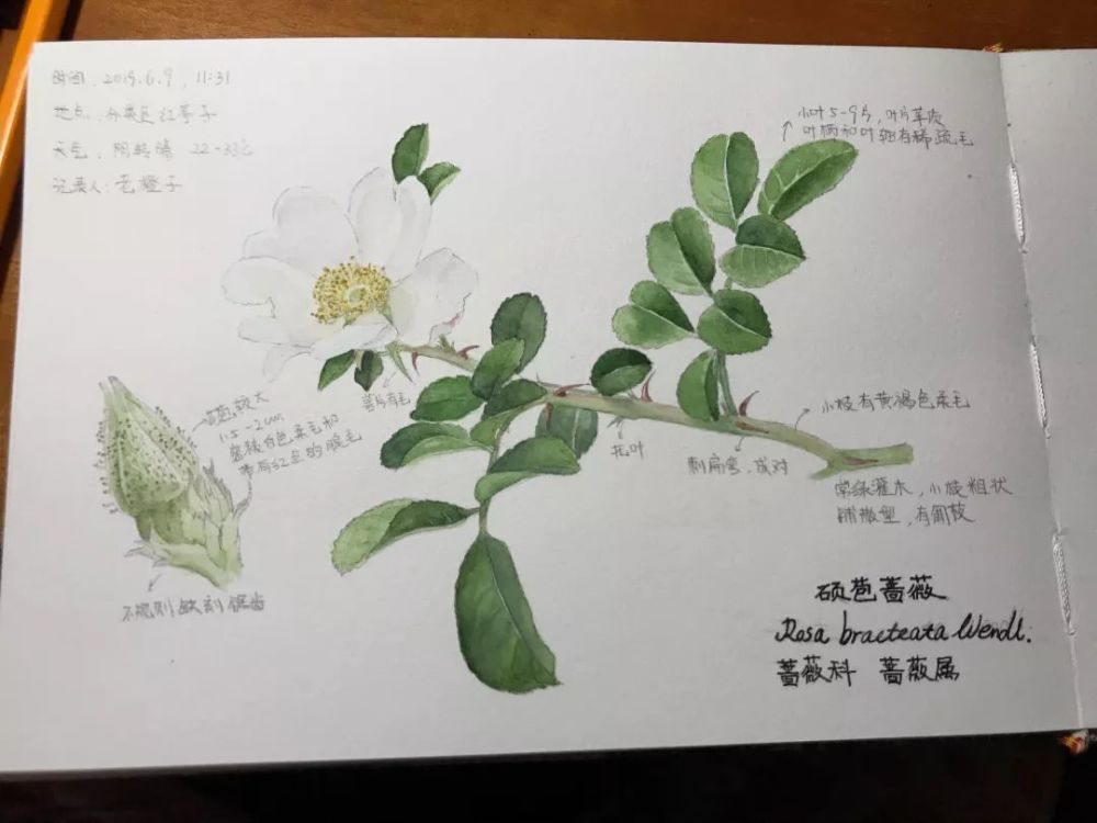 自然笔记作品/王浥尘 植物科学画作品/王浥尘