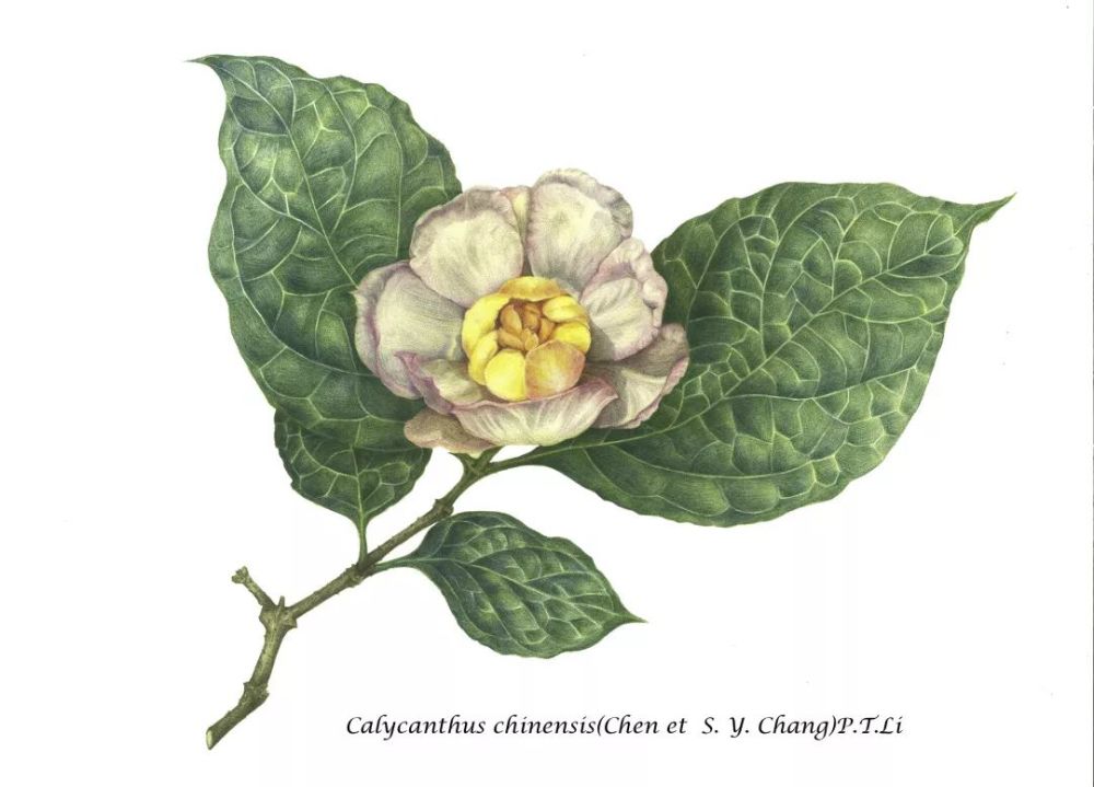 植物科学画作品/陈钰洁