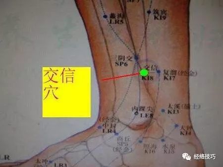 穴位图交信穴益肾调经调理二便