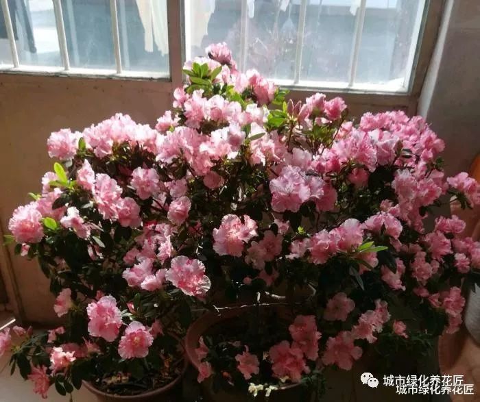 扦插杜鹃花生根快而且根系易爆盆的植料知道吗?比鹿沼土还要好