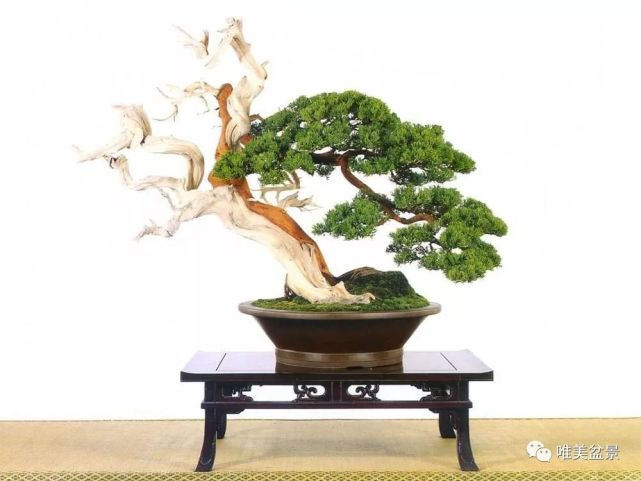 详解树木盆景造型阶段