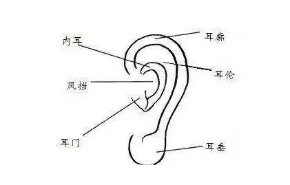 耳相大解析:有什么的耳朵,可以福寿安康,幸福到老!