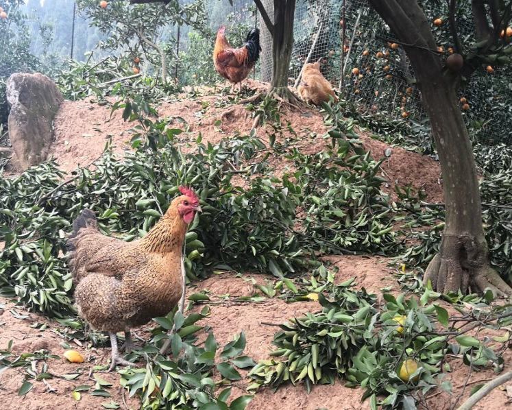 小编用我们自己农场的正宗跑山土鸡给大家做个详细的介绍说明