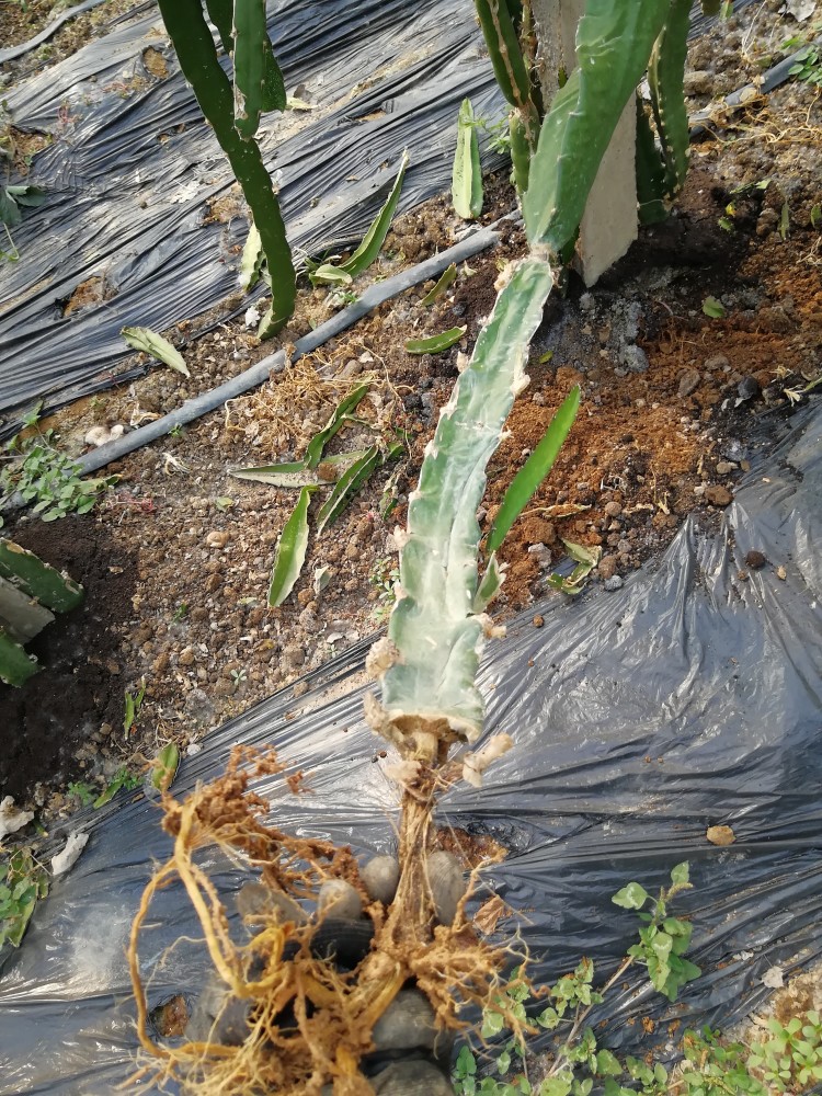 火龙果新植"根腐病"发生,专家给出用药建议