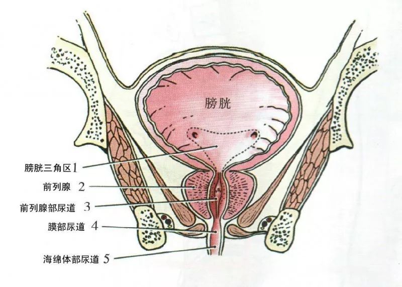 日本膀胱癌标准治疗