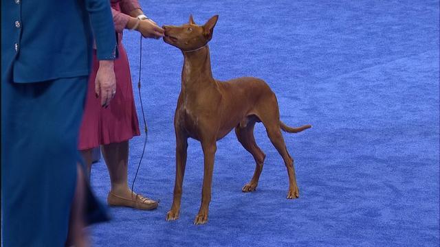 法老王猎犬:数千年前埃及国王的狗狗,如今还是马耳他的国犬