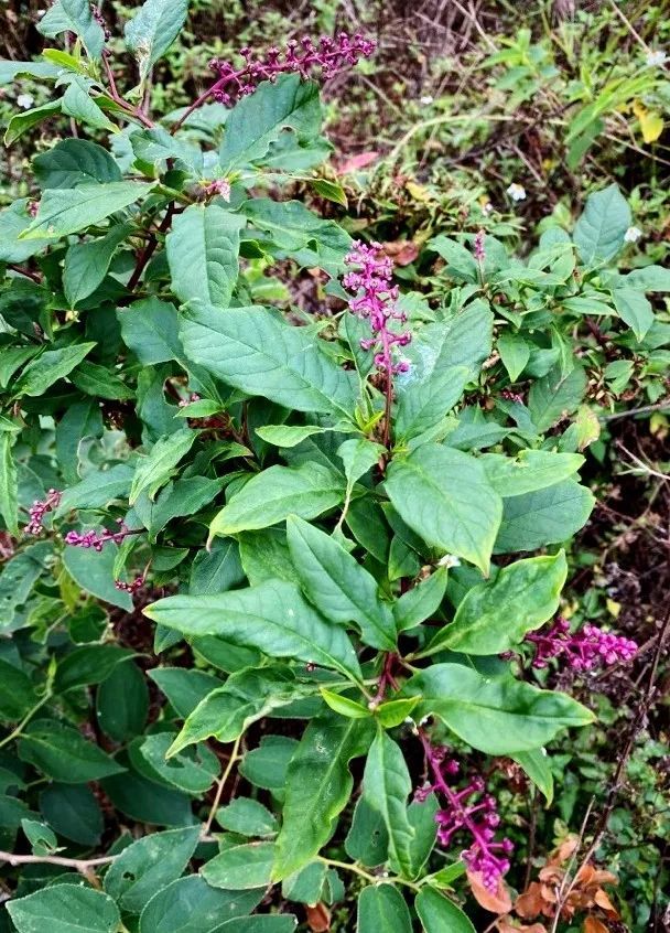商陆:植物界的毒门暗器?
