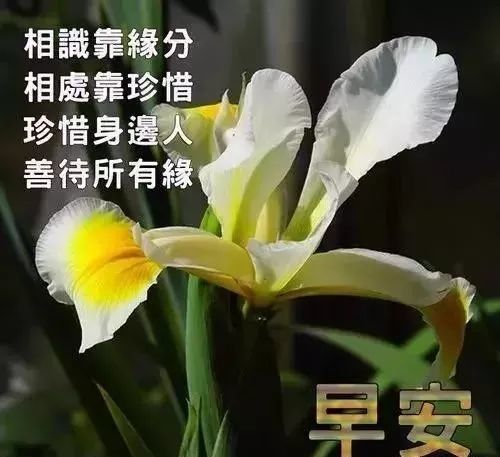 早安动态鲜花问候祝福图片 早安问候语每日更新