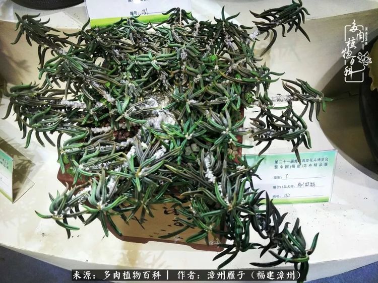 筒叶麒麟