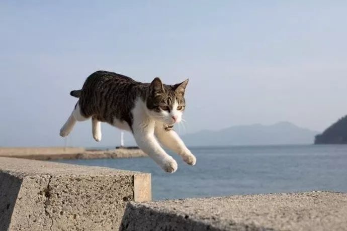 这是摄影家五十岚健太的著名作品《飞跃的猫》,每一张都超有跃动感.