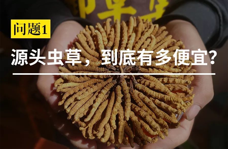 冬虫夏草形成过程 一男士长期食用冬虫夏草 一段时间天后神奇的事出现了 就怕你不坚持 爱游戏