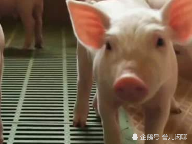 日本人养了17头半人半猪,体内长着人的器官,真相令人难以置信!