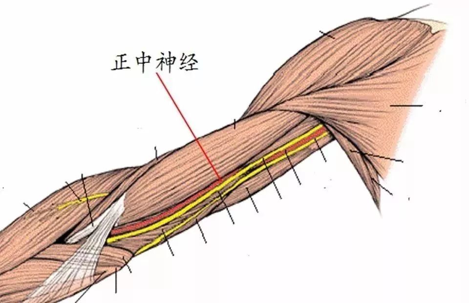 超全人体肩关节解剖图解