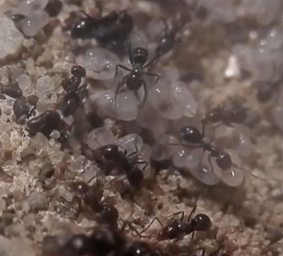 蚁后是蚂蚁群的核心,蚁后死了,其他的蚂蚁也活不长了?
