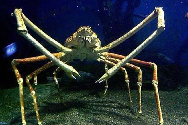 日本名气最大的节肢动物—"巨型蜘蛛蟹",你对它了解多少?