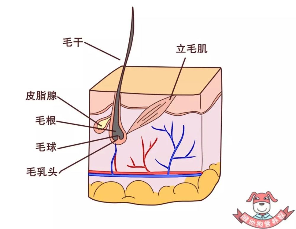 这些毛母色素细胞每天勤勤恳恳的不断分裂并分泌色素,合成黑色颗粒,让