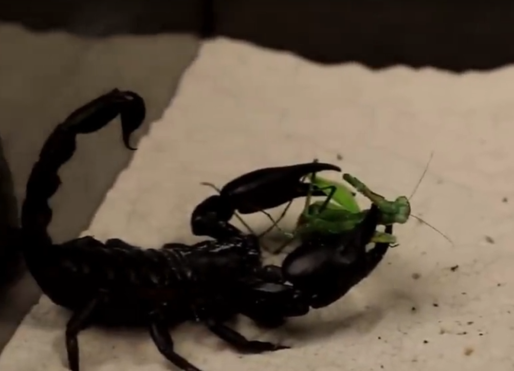 把蝎子和螳螂放一起,它们谁会更厉害?网友:体型悬殊太
