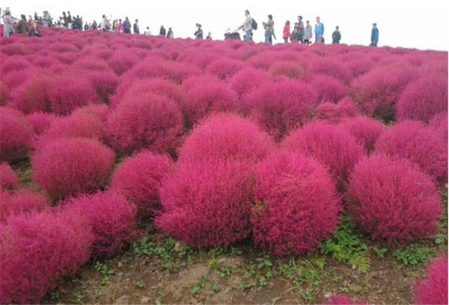 世上最"委屈"的植物,在中国被用来做扫把,在日本却不一样