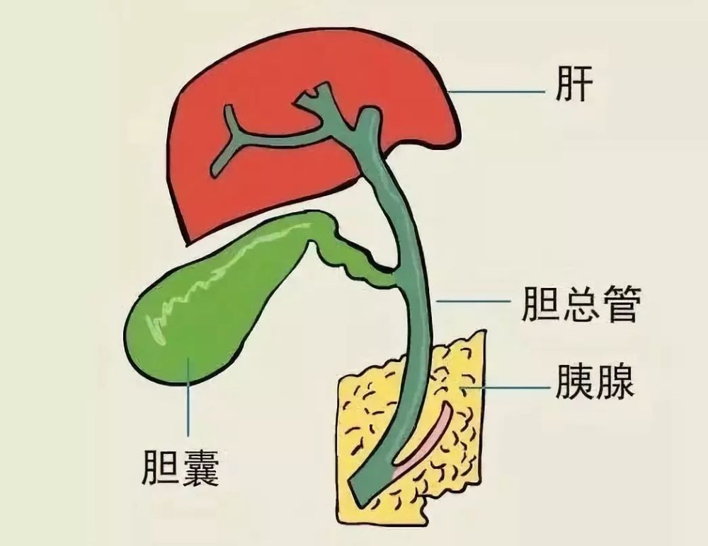 胆囊,人体最「苦」的消化器官!6件事让它少吃点"苦"