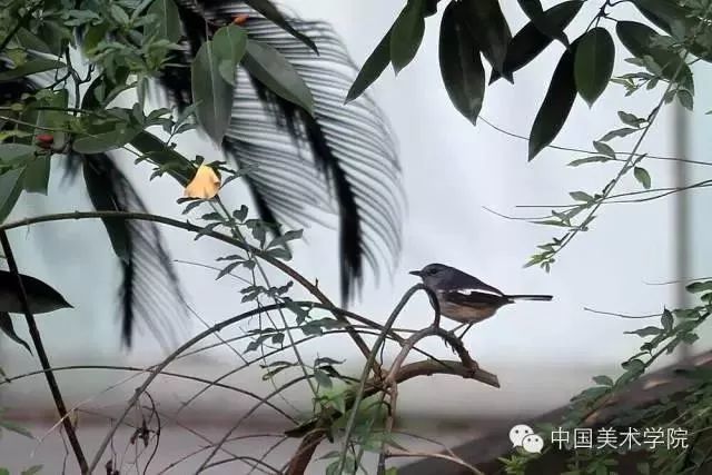 鹊鸲 白鸰鸟要说最惹人爱的,还是这群追逐嬉戏的小松鼠们,各个肥嘟嘟