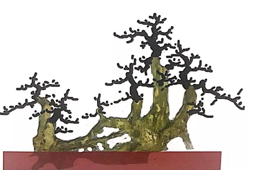 毫不起眼的桩材经盆景大师一设计一绘图,立马懂该如何
