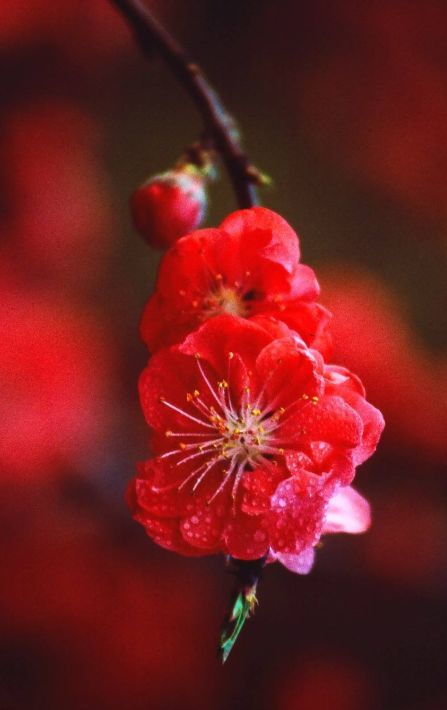 古诗词里的红梅,意境优美,满满的赞美之情!