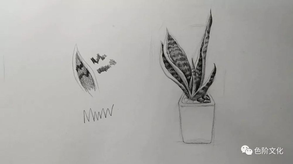 多肉类的金边虎皮兰素描步骤讲解