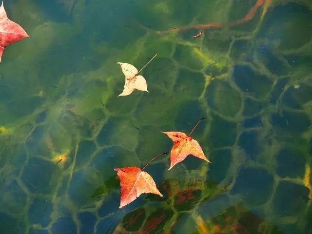 落叶掉在水中,随着波浪轻轻起伏.