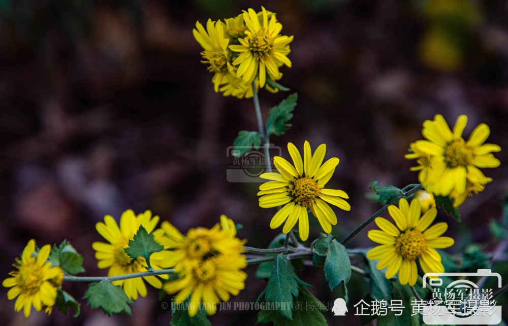 野菊花的冬天,乡间美丽盛开的花朵