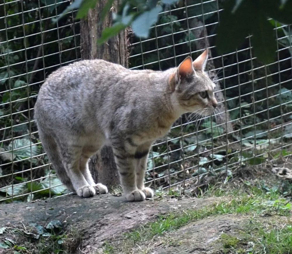 荒漠猫:唯一一种中国特产猫科,家猫最近的亲族