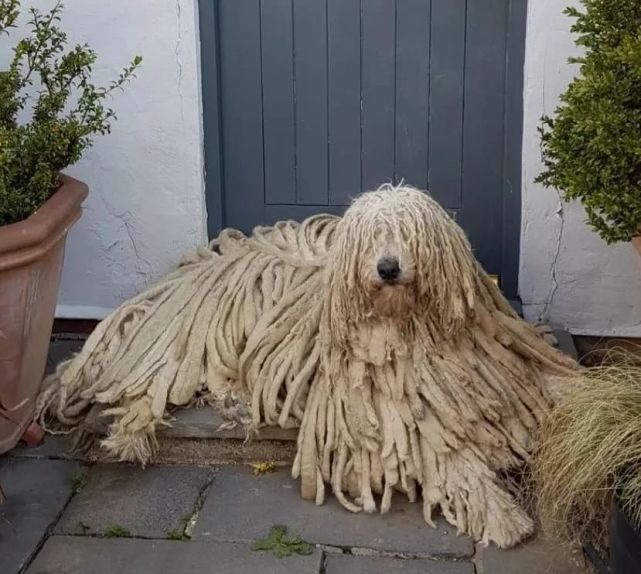 波利犬长大后: 这是谁家的拖把,快收拾走