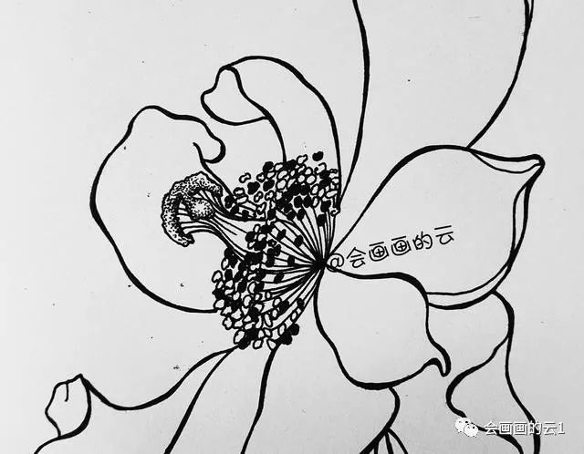 005,画花瓣的内部线条,花瓣的线条沿着花瓣的生长方向画,画得时候注意