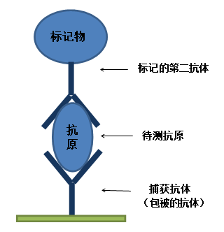 【双抗体夹心法】