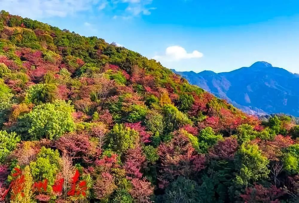 从化最全的赏红叶地图 来,看看大地上那抹最美的红吧~ 石门国家森林
