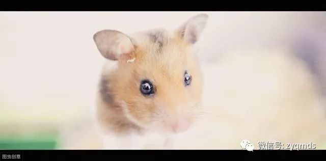 鼠宝宝用什么字的名字好 这5个字藏着鼠宝宝的人生密码？90后父母取名必看的玄机
