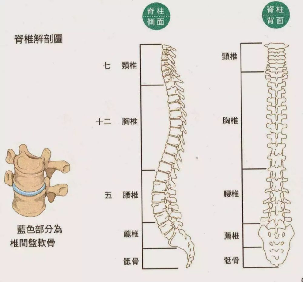 一,脊椎的功能 脊柱为人体的中轴骨骼,是身体的支柱,有负重,减震,保护