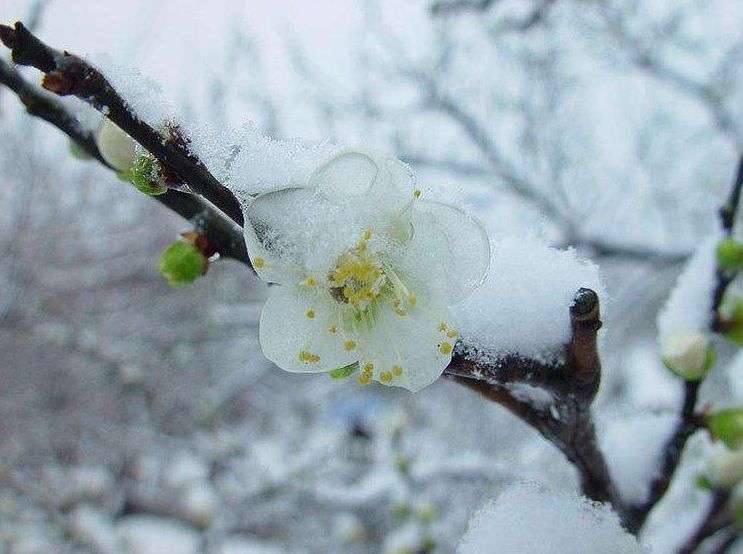 雪却输梅一段香,十首白梅诗词,素雅高洁,不畏寒霜!