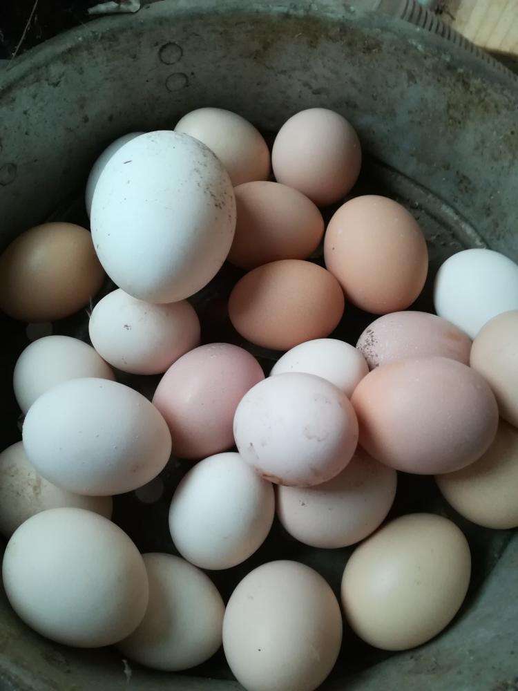 曾经"供不应求"的土鸡蛋,如今无人问津,农民不解,这是